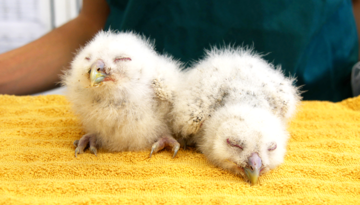 Le retour des jeunes animaux au Centre de soins